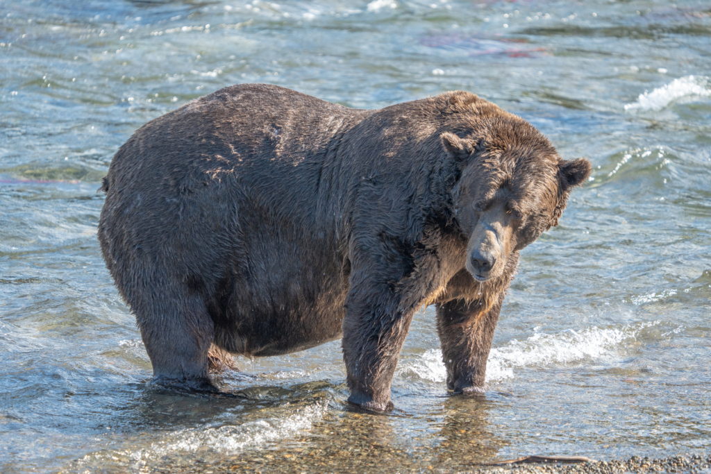 Alaska's Fat Bear Week features brown bears after salmon consumption