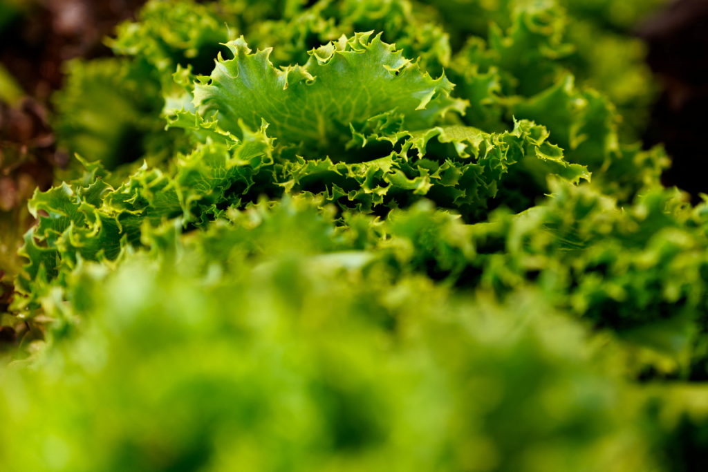 Guidelines for Safe Lettuce Consumption During Cyclospora Outbreak