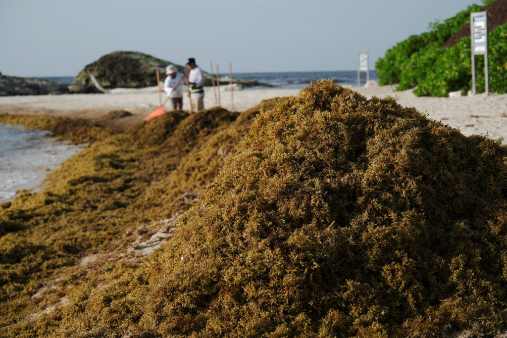 Record amounts of sargassum seaweed observed in the Atlantic and Caribbean