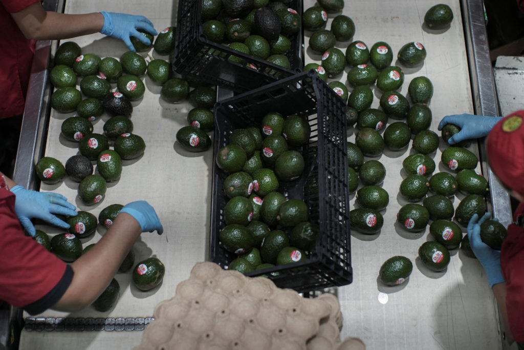 U.S. Suspends Avocado Inspections from Mexico Due to Security Threats
