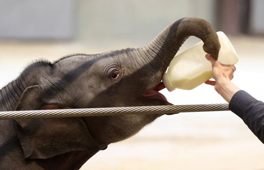 Baby elephant contributes to research on elephant endotheliotropic herpesvirus