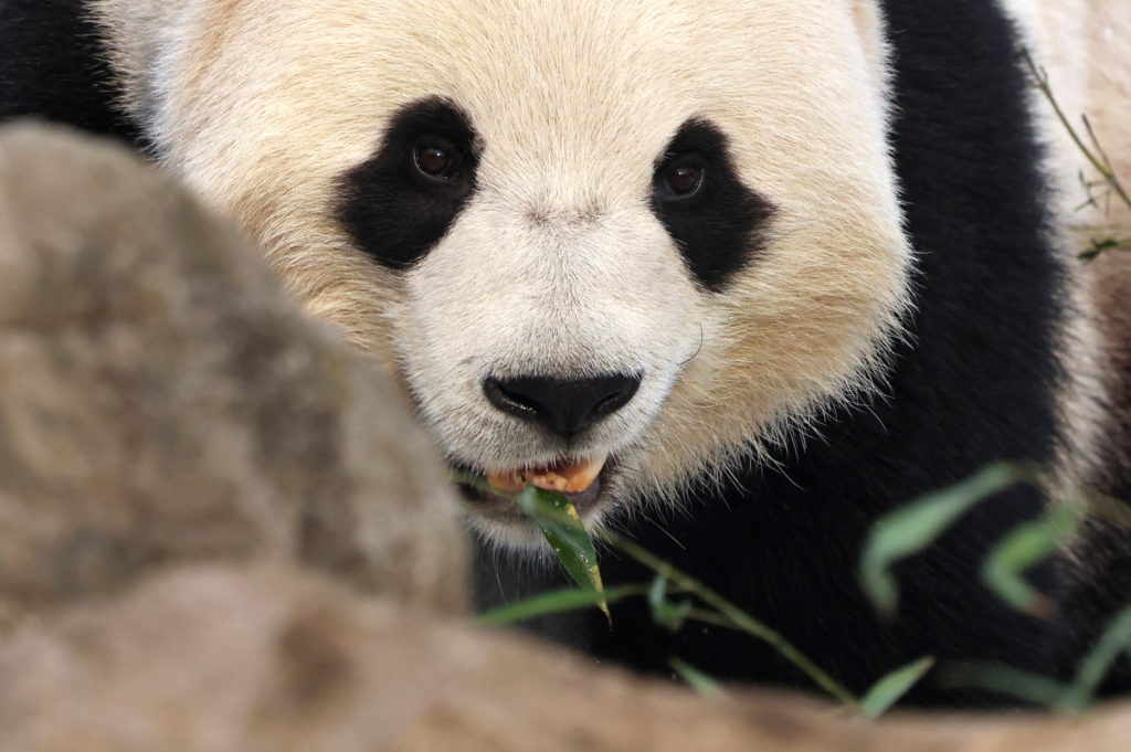 Two giant pandas will arrive at Zoo Atlanta from China soon