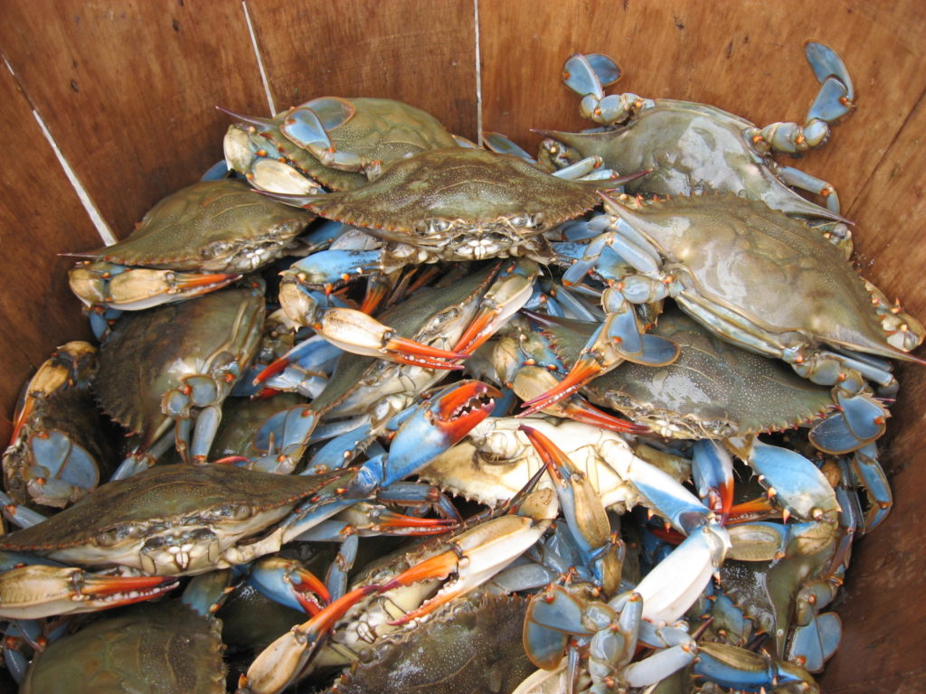 Chesapeake Bay blue crab population shows signs of recovery after previous declines