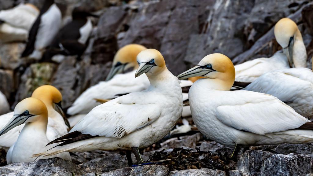 Permission denied for seabird chicks hunt on Sula Sgeir island