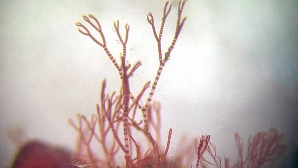 Discovery of new marine algae added to Natural History Museum collection