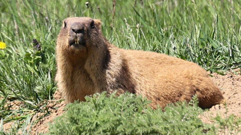Colorado Lab Uses Online Platform to Raise Funds for Marmot Research