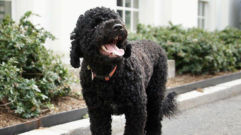 Dog Sunny, owned by the Obamas, has died