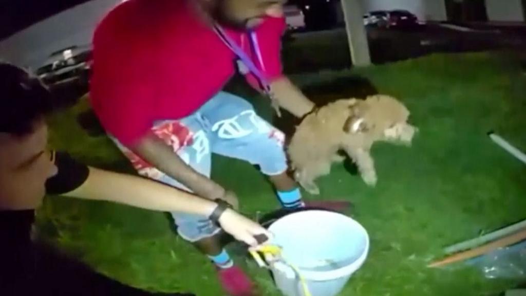 Puppy rescued from drain and later adopted