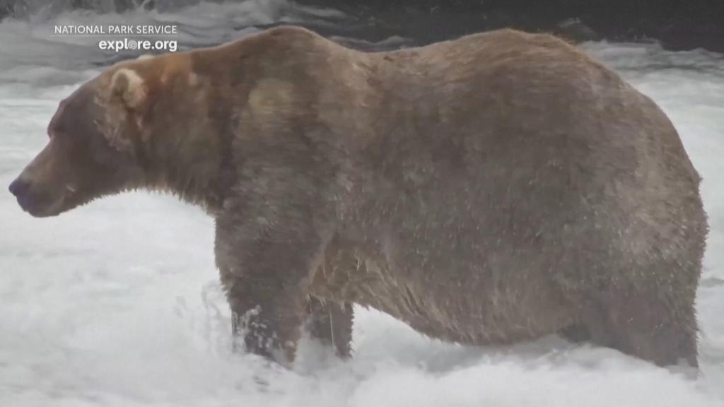 Brown bear named 'Backpack' wins Fat Bear Week before hibernation