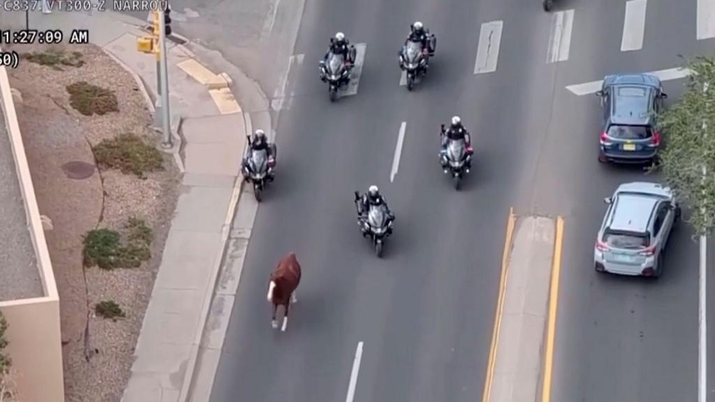 Horse apprehended by police prior to parade in New Mexico