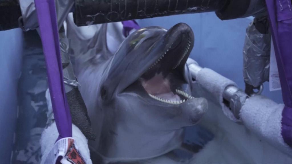 Belugas and dolphins relocated from Canadian marine park to Spain