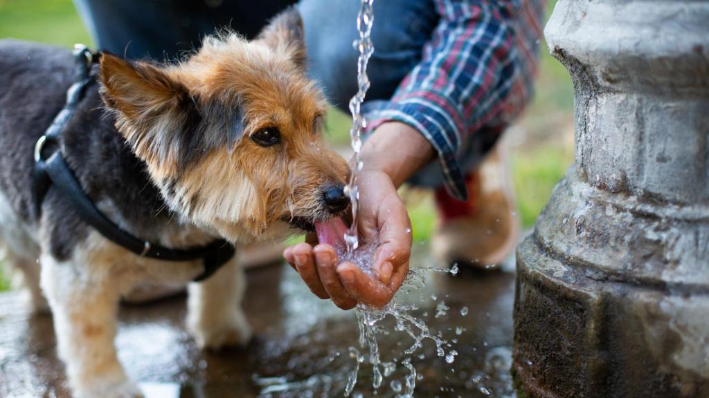 Tips for Keeping Pets Cool in Hot Weather