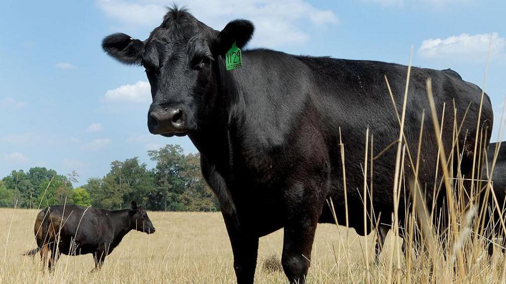 US Beef Prices Increase Despite Farm Profit Squeeze