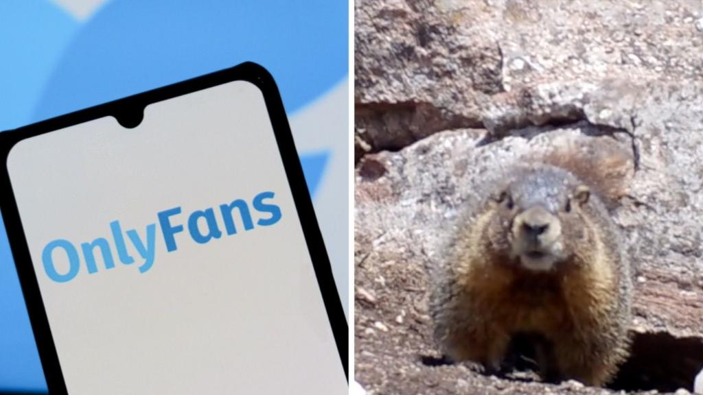 Scientists use OnlyFans to generate funds for marmot research