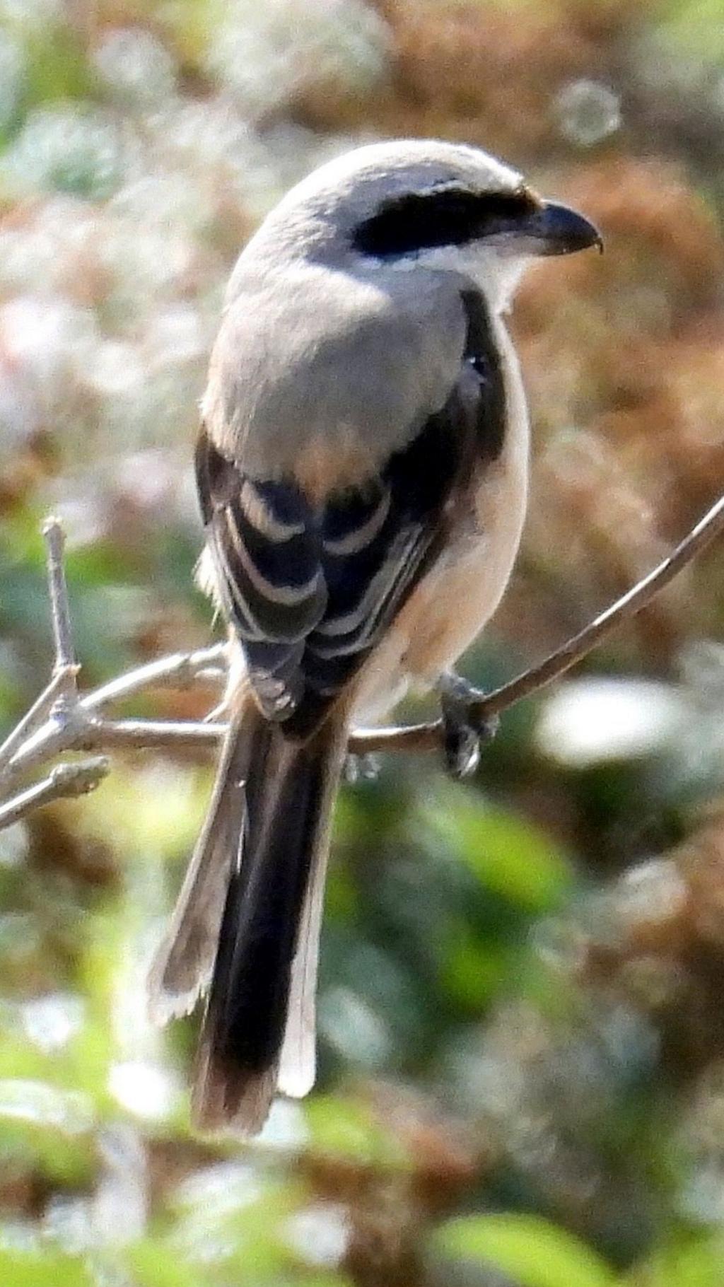 Long-tailed shrike spotted in Gloucestershire, UK