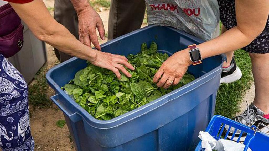 Cyclospora outbreak reported in Michigan