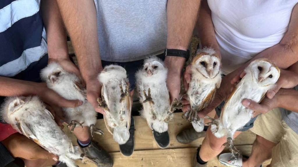 Six white owlets discovered nesting on farm