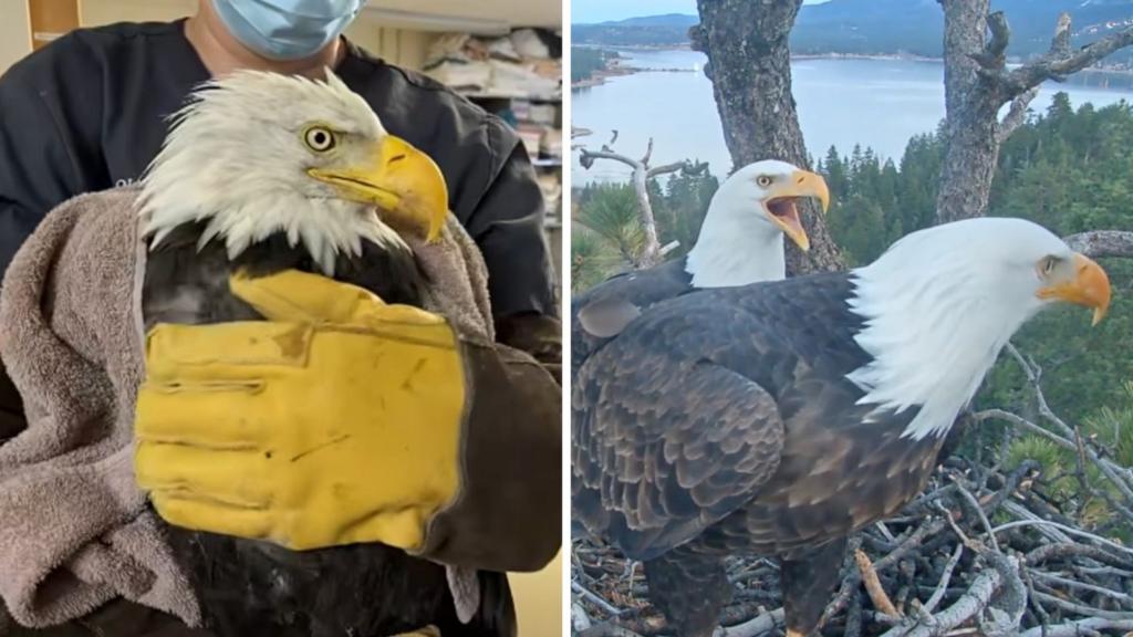 California live cam bald eagle diagnosed with anaemia