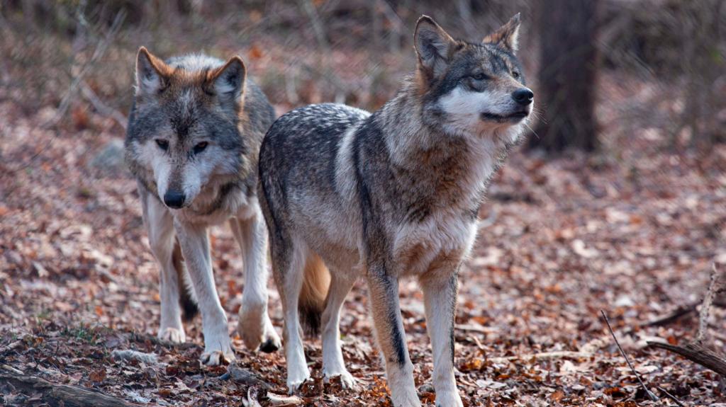 Trump signs order to change protection status for grey wolves