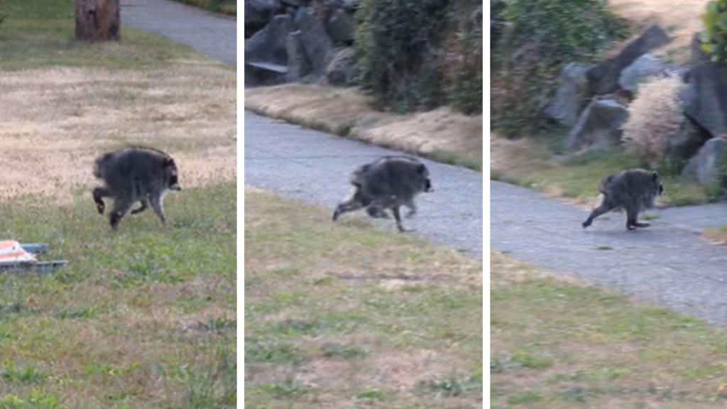 Viral Video of Raccoon Gains Popularity on Social Media