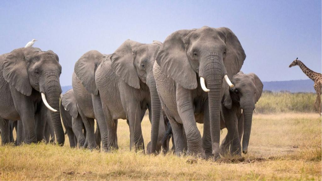 Investigation launched into deaths of 14 elephants in southern Kenya