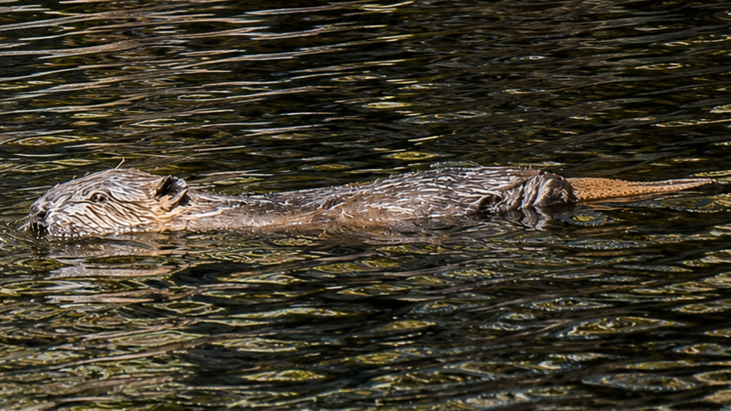 First wild-born beavers in 400 years reported in Highland glen