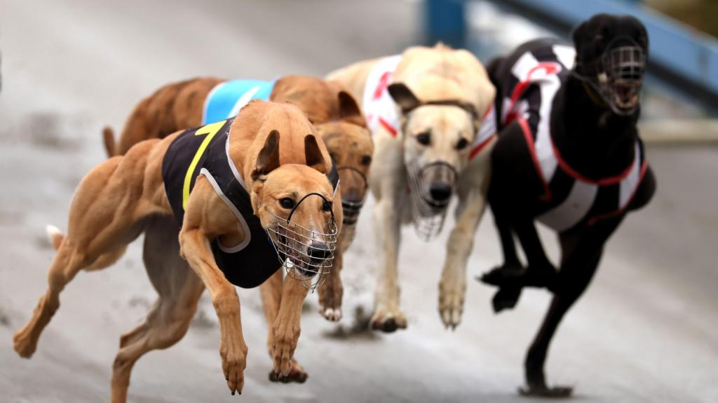 Greyhounds to be transported to Australia as New Zealand racing ban begins